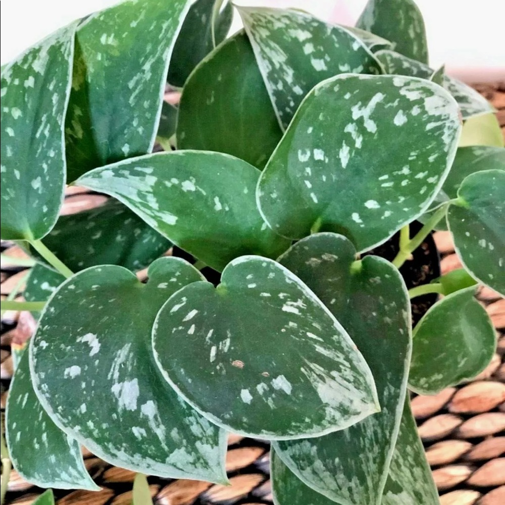 Multiple Satin Pothos Cuttings 🍃